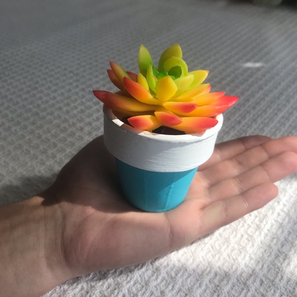 Adorable Mini Succulent - Picture 4 of 5